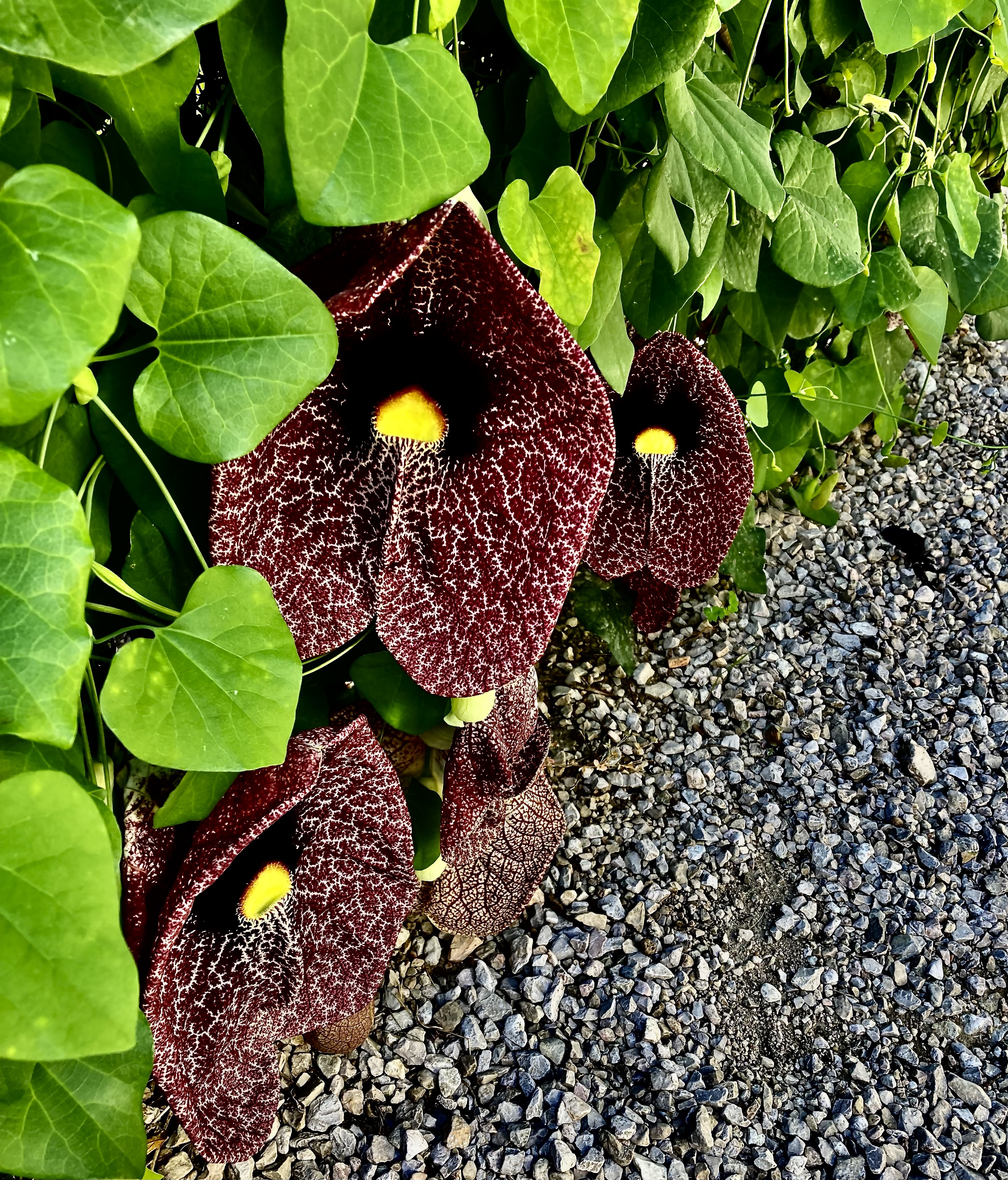 A spot of color along the walkway
